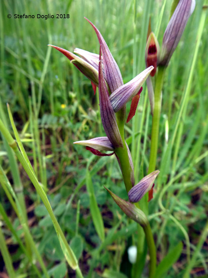 la parviflora inaspettata